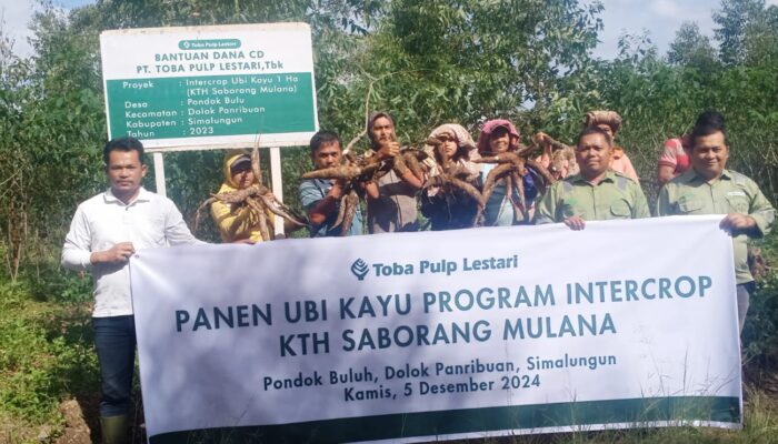 KTH Dolok Parmonangan Panen Perdana Tanaman Ubi Dari Lahan Konsesi TPL