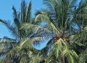 Penjual Lontong Mengeluh, Harga Kelapa Meroket