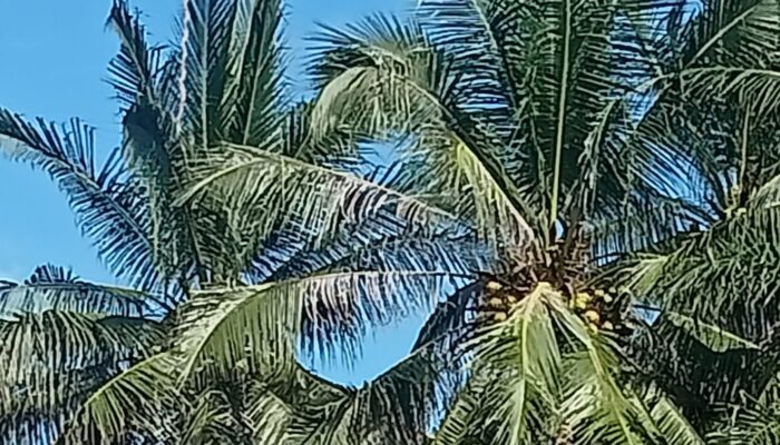 Penjual Lontong Mengeluh, Harga Kelapa Meroket