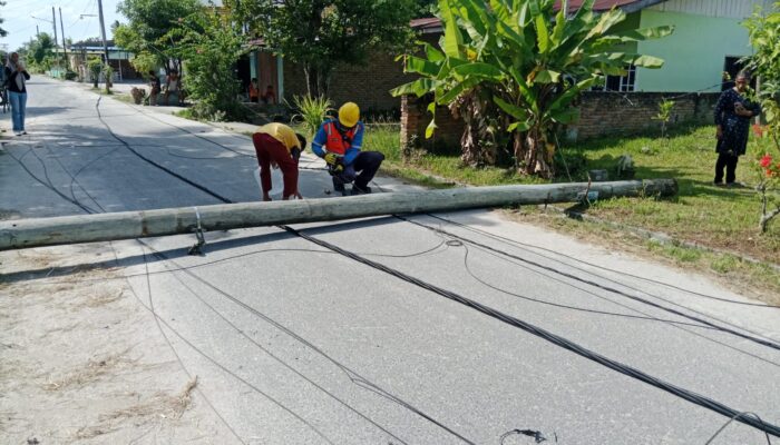 Akibat Lapuk, Dua Tiang Listrik PLN Tumbang Di Beringin