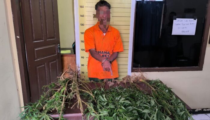 Polisi Ringkus Penanam 15 Batang Pohon Ganja Di Sigumbang