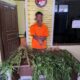 Polisi Ringkus Penanam 15 Batang Pohon Ganja Di Sigumbang