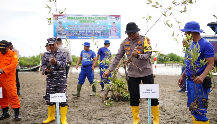Dukung Program Presiden Prabowo, Polres Pidie Tanam 300 Pohon Mangrove