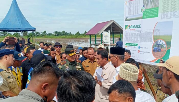 Erwandi, Kadis Pertanian Dan Pangan Aceh Utara: Setiap Tahun Produksi Padi Berkurang