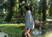 Aksi Pencurian Marak, Petani Minta Perma No. 2 Tahun 2012 Dievaluasi