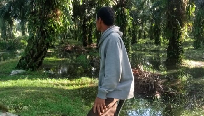 Aksi Pencurian Marak, Petani Minta Perma No. 2 Tahun 2012 Dievaluasi