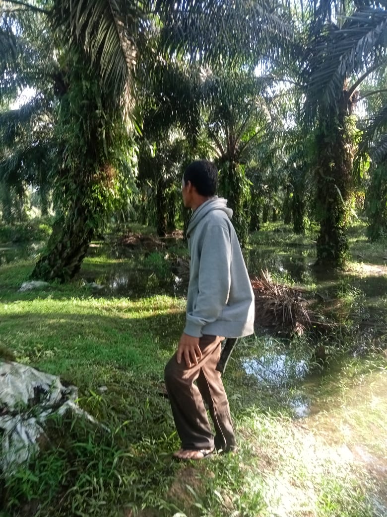 Aksi Pencurian Marak, Petani Minta Perma No. 2 Tahun 2012 Dievaluasi