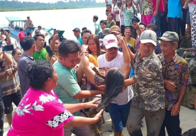 Seorang IRT Tewas Diterkam Buaya Di Nias Selatan