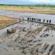 Mahasiswa Polbangtan Kementan Bimtek Optimalisasi Lahan Rawa