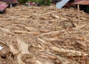 Banjir Bandang Tapsel, Ratusan Kubik Kayu Menumpuk Di Lokasi