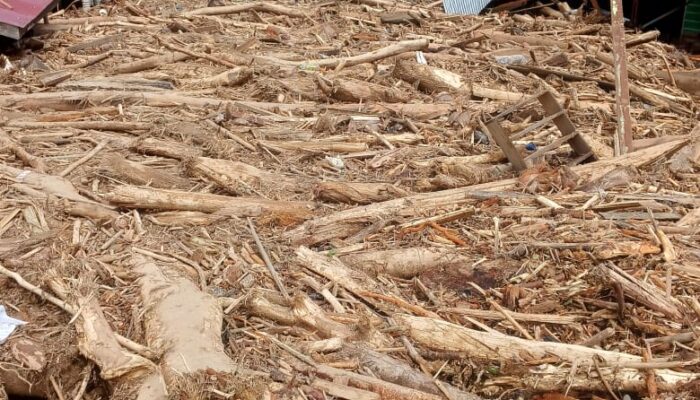 Banjir Bandang Tapsel, Ratusan Kubik Kayu Menumpuk Di Lokasi