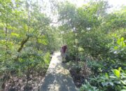 Lestarikan Hutan Mangrove Di Belawan, Yagasu Terus Restorasi Perlindungan Ekosistem