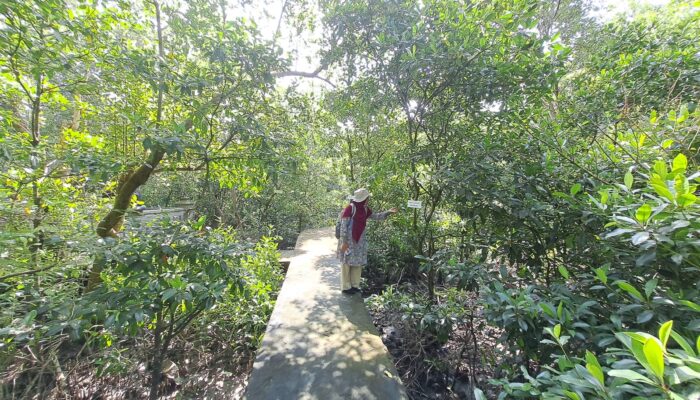 Lestarikan Hutan Mangrove Di Belawan, Yagasu Terus Restorasi Perlindungan Ekosistem