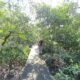 Lestarikan Hutan Mangrove Di Belawan, Yagasu Terus Restorasi Perlindungan Ekosistem
