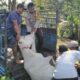Kerap Masuk Ladang Warga, 2 Lembu Mati Kena Racun Di P. Siantar