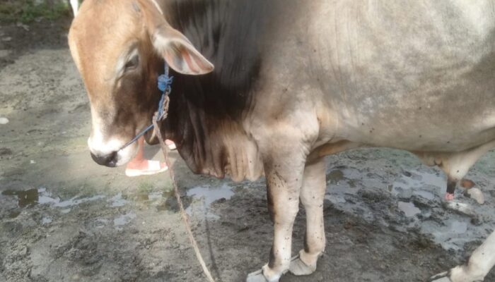 Peternak Sapi Di Deliserdang Berharap Daging Sapi Jadi Menu MBG