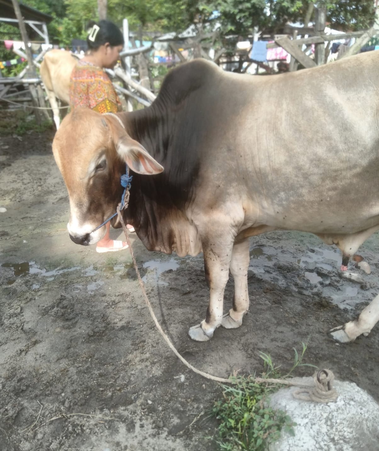 Peternak Sapi Di Deliserdang Berharap Daging Sapi Jadi Menu MBG