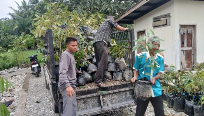 Pemdes Ladang Tuha II Abdya Salurkan Ratusan Bibit Durian Musang King
