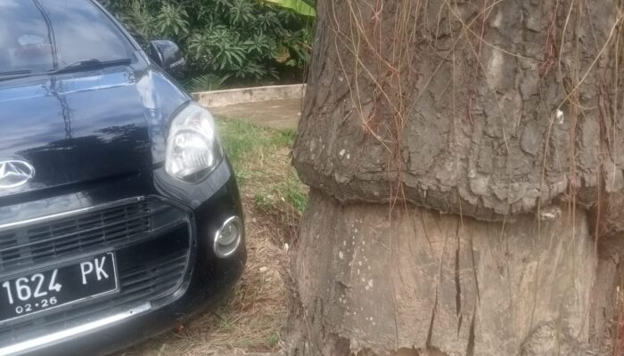 Pohon Mahoni Lapuk Di Besitang, Ancam Keselamatan Warga Dan Pengguna Jalan