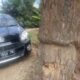 Pohon Mahoni Lapuk Di Besitang, Ancam Keselamatan Warga Dan Pengguna Jalan