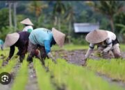 Jelang 2025, Stok Pupuk Di Sumut Dipastikan Tersedia Sesuai Ketentuan