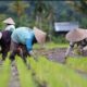 Jelang 2025, Stok Pupuk Di Sumut Dipastikan Tersedia Sesuai Ketentuan