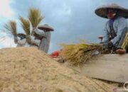 Pemerintah targetkan indeks ketahanan pangan naik jadi 80,72 di 2029