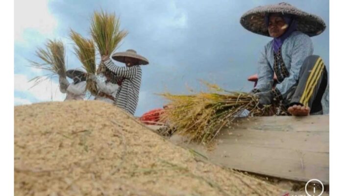 Pemerintah targetkan indeks ketahanan pangan naik jadi 80,72 di 2029