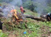 Polres Dan BNNK Madina Temukan 1,5 Hektare Ladang Ganja