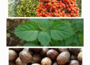 Harga Pala dan Nilam Turun, Pinang Bertahan