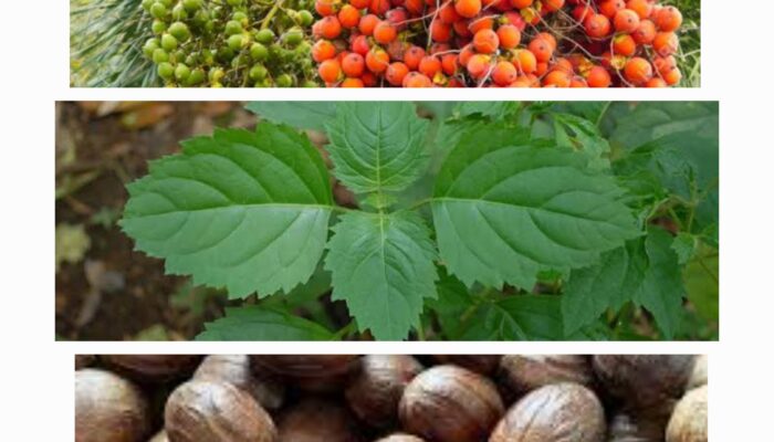 Harga Pala dan Nilam Turun, Pinang Bertahan