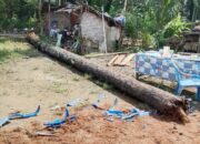 Ibu Dan Bayi Di Aceh Tamiang Meninggal Tertimpa Pohon