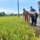 Abdya Wacanakan Panen Perdana Di Desa Mesjid