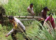 Kapolres Pematangsiantar Tinjau Persiapan Lahan Penanaman Jagung Serentak