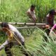 Kapolres Pematangsiantar Tinjau Persiapan Lahan Penanaman Jagung Serentak
