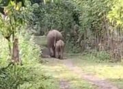 Kawanan Gajah Masuk Permukiman Desa Blang Teungku