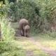Kawanan Gajah Masuk Permukiman Desa Blang Teungku