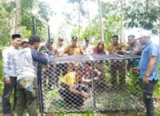 Meresahkan, BKSDA Pasang Perangkap Harimau Di Aceh Timur