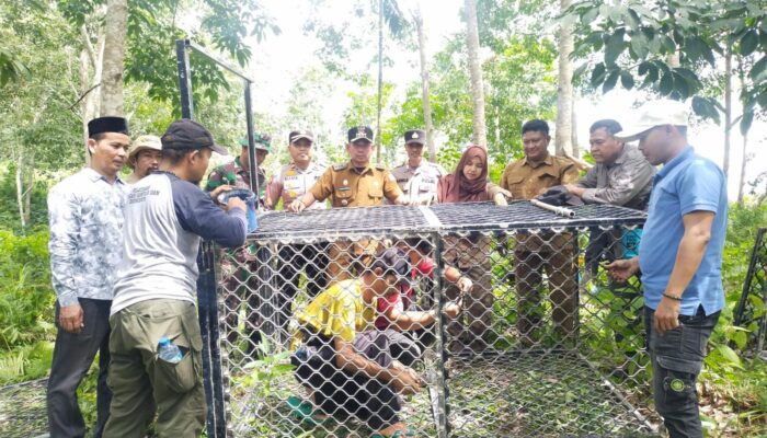 Meresahkan, BKSDA Pasang Perangkap Harimau Di Aceh Timur