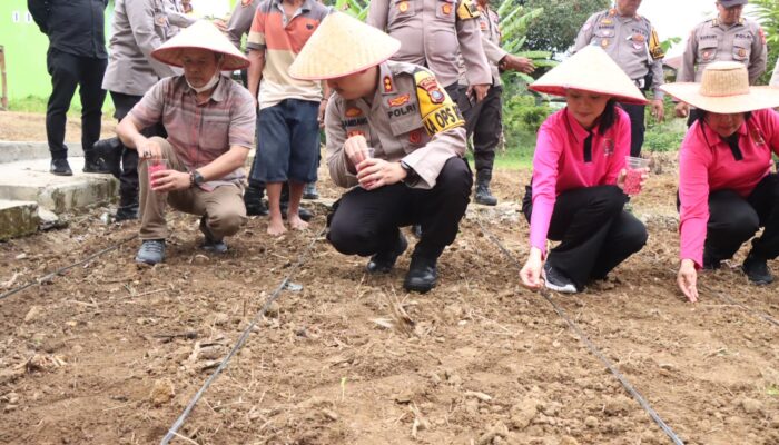 Kapolres Binjai Tanam Jagung Di Pekarangan Kosong