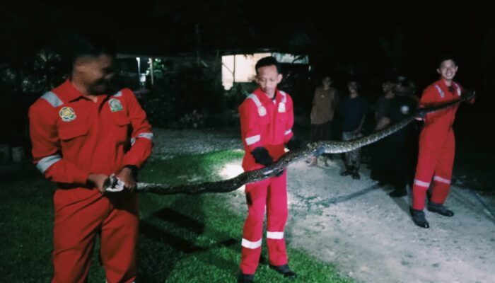 Petugas Damkar Aceh Tamiang Evaluasi Ular Cobra Dalam Rumah Warga