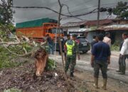 Pohon Tumbang, Halangi Lalu Lintas Medan-Banda Aceh