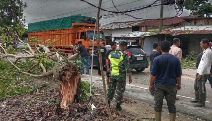 Pohon Tumbang, Halangi Lalu Lintas Medan-Banda Aceh