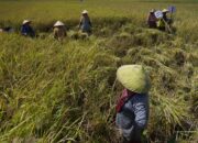 Pupuk Subsidi Dapat Ditebus Petani Terdaftar E-RDKK