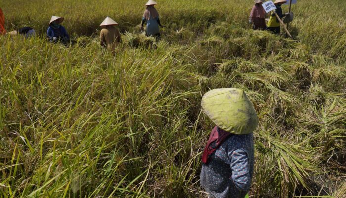 Pupuk Subsidi Dapat Ditebus Petani Terdaftar E-RDKK