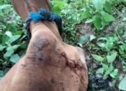 Lagi, Harimau Mangsa Ternak