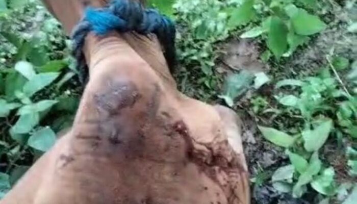 Lagi, Harimau Mangsa Ternak