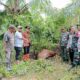 Harimau Mangsa Sapi Milik Warga Desa Blang Nisam