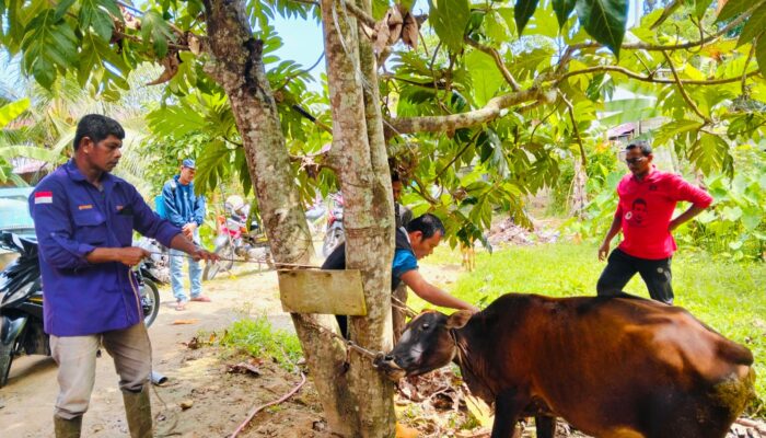 Ratusan Ekor Hewan Ternak Di Langsa Terinfeksi PMK