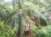 Gajah Obrak-abrik Perkebunan